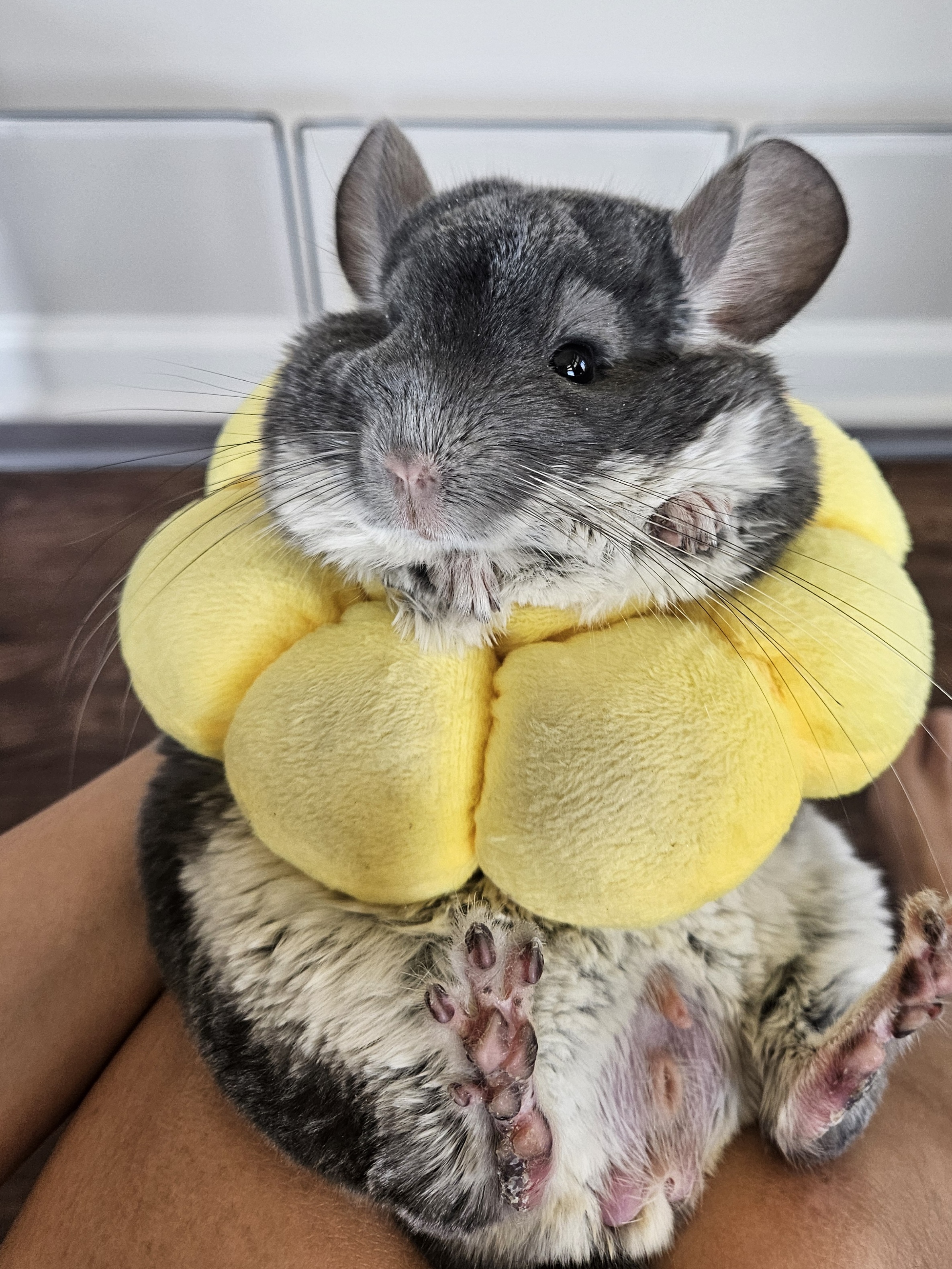 Doudou the chinchilla